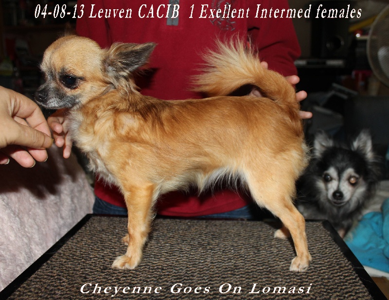 Lomasi cheyenne goes on - 1 Exellent - intermédiaire f