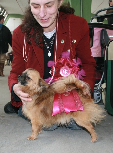 CH. cheyenne's fairytail Followme - 1 Ex - CAC - VDH