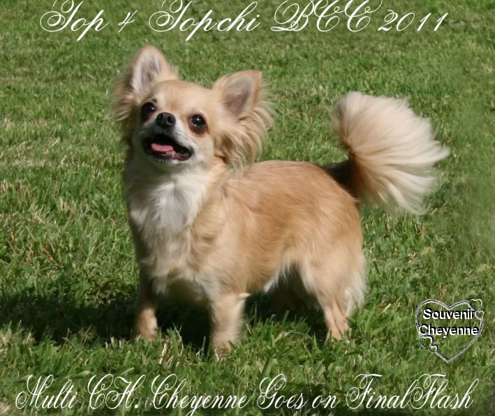 CH. cheyenne goes on Finalflash - 4 ième meilleur poil long BCC 2011