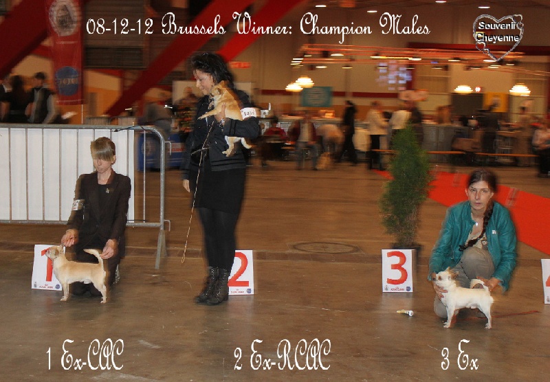 CH. cheyenne goes on Imhotep - 3 Exellent