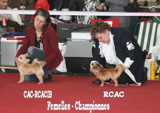 CH. cheyenne goes on Finalflash - 1 Ex- CAC - RCACIB