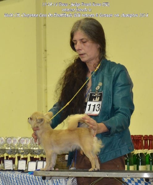CH. cheyenne goes on Finalflash - 1 Ex-veteran CAC & VDH-BOB veteran + Veteran VDH champion 2014 !