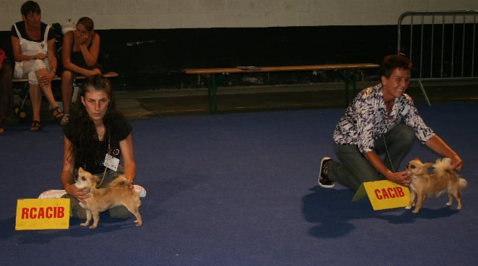 CH. cheyenne goes on Finalflash - 1 Ex-RCAC-RCACIB