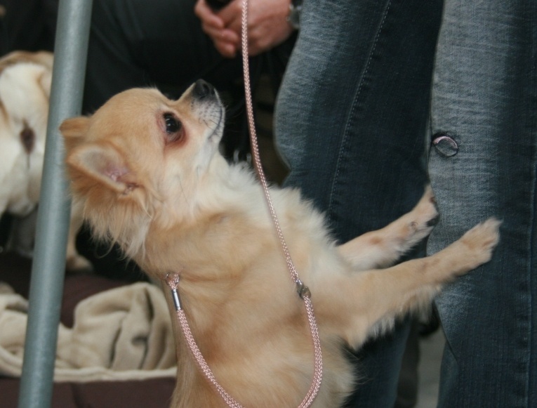 CH. cheyenne goes on Finalflash - 1 Ex