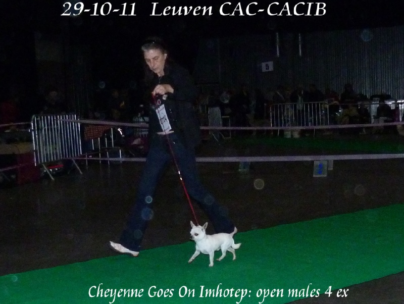 CH. cheyenne goes on Imhotep - 4 EXELLENT