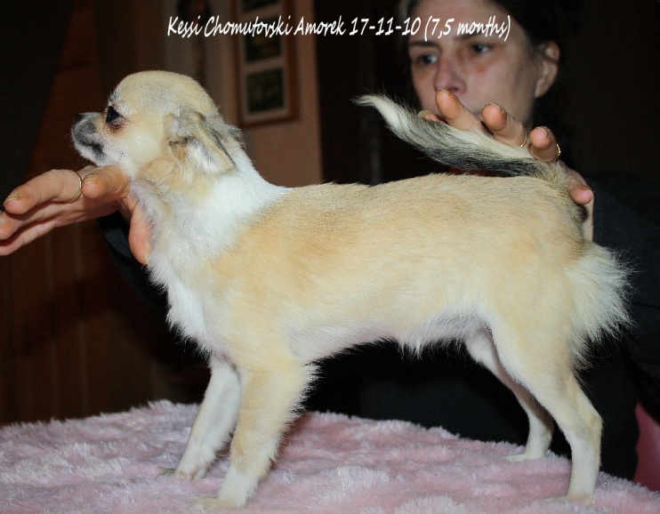 Kessi chomutovski amorek - Sélection BCC + KMSH