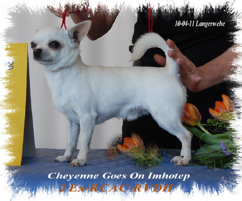 CH. cheyenne goes on Imhotep - 2 Ex - RCAC-RVDH