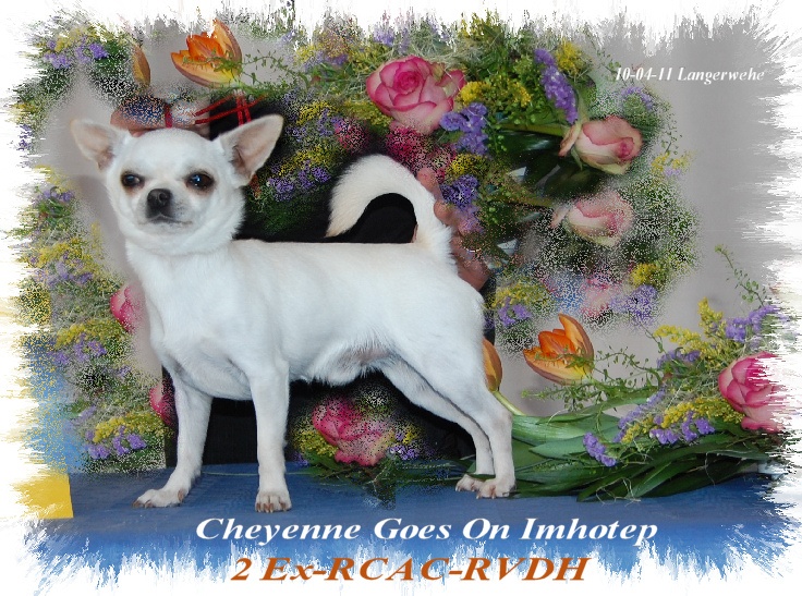 CH. cheyenne goes on Imhotep - 2 Ex - RCAC-RVDH