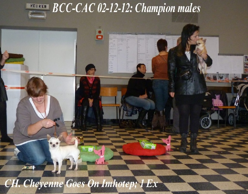 CH. cheyenne goes on Imhotep - 1 Exellent