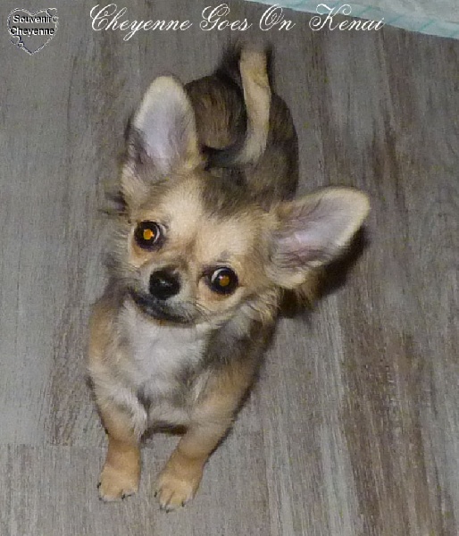 CH. cheyenne goes on Kenai - 2 Très Prometteur (sur 9) baby