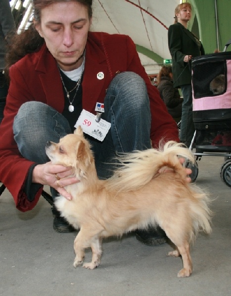 CH. cheyenne goes on Finalflash - 1 Ex - CAC - VDH + Rheinland Siegerin 09 + BOS + CHAMPION GERMANY '09