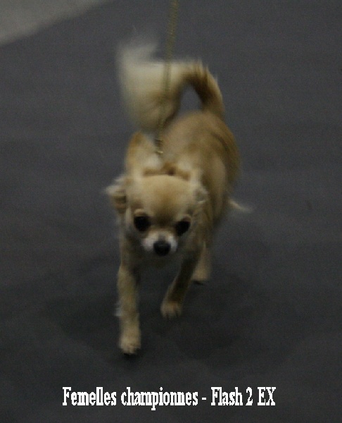 CH. cheyenne goes on Finalflash - 2 Exellent