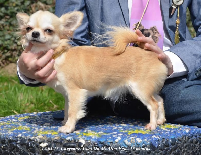 cheyenne goes on My alter ego - 1 Exellent (classe intermédiaire)