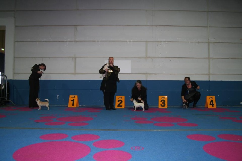 CH. cheyenne goes on Imhotep - 3 Exellent