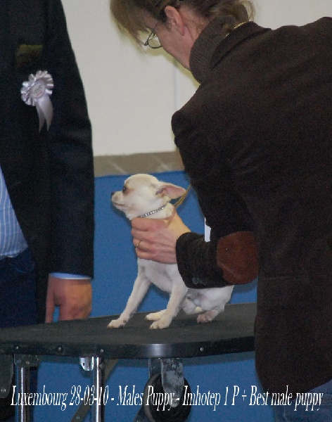 CH. cheyenne goes on Imhotep - 1 Prom + Best Male puppy