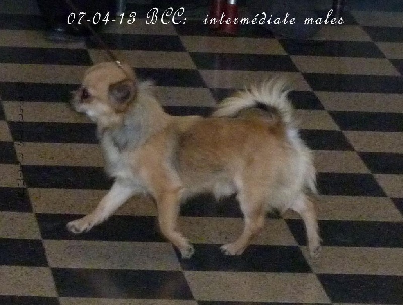 CH. cheyenne goes on Kenai - 3 Ex