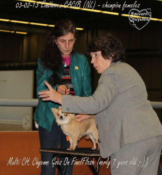CH. cheyenne goes on Finalflash - 2 Exellent