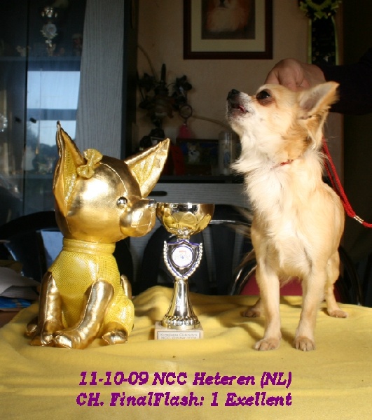 CH. cheyenne goes on Finalflash - 1 EX