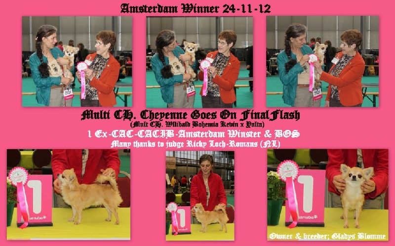 CH. cheyenne goes on Finalflash - 1 Ex-CAC x 2 - CACIB - Crufts qualification - Ammsterdam Winster + BOS
