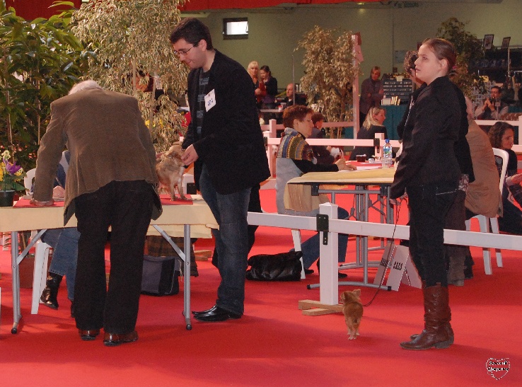 cheyenne's fairytail Hyndyana - TB