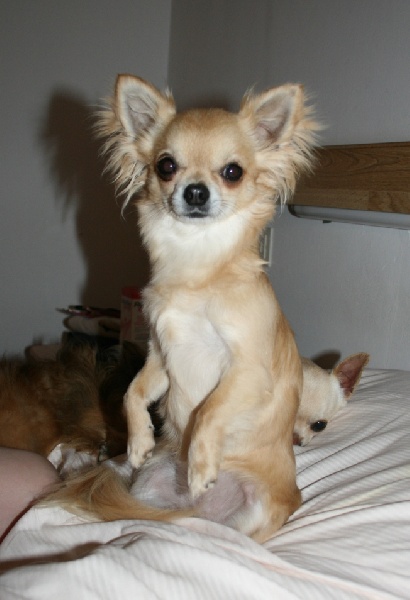 CH. cheyenne goes on Finalflash - 2 Ex - RCAC - RVDH