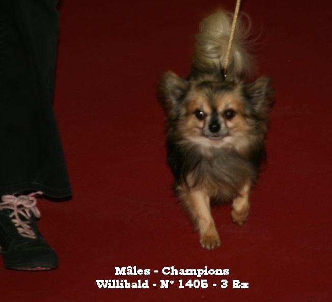 CH. Willibald bohemia kevin - 3 EXELLENT