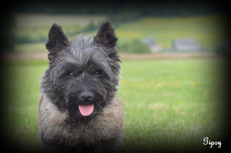 Publication : de la vallée Caid