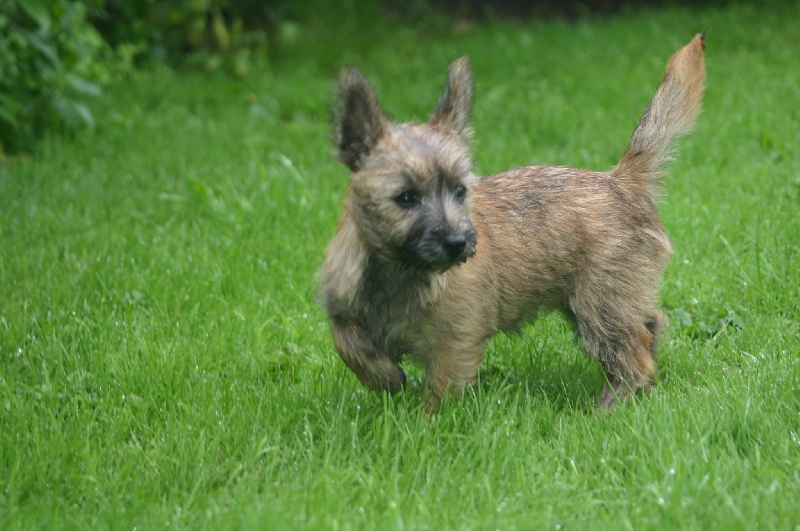 Publication : de la vallée Caid