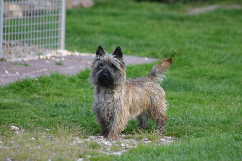 Publication : de la vallée Caid