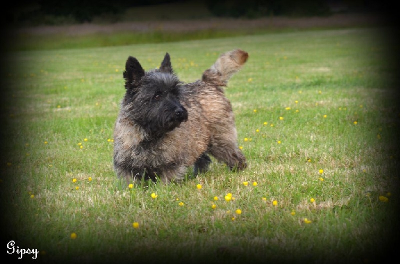 Publication : de la vallée Caid
