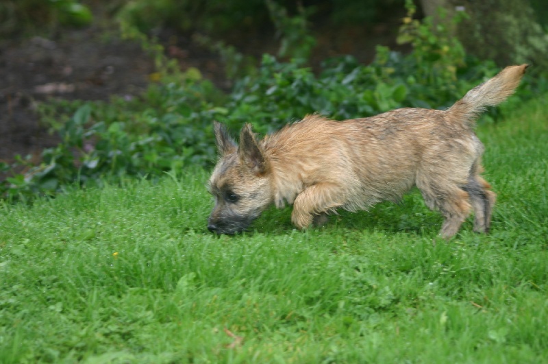 Publication : de la vallée Caid