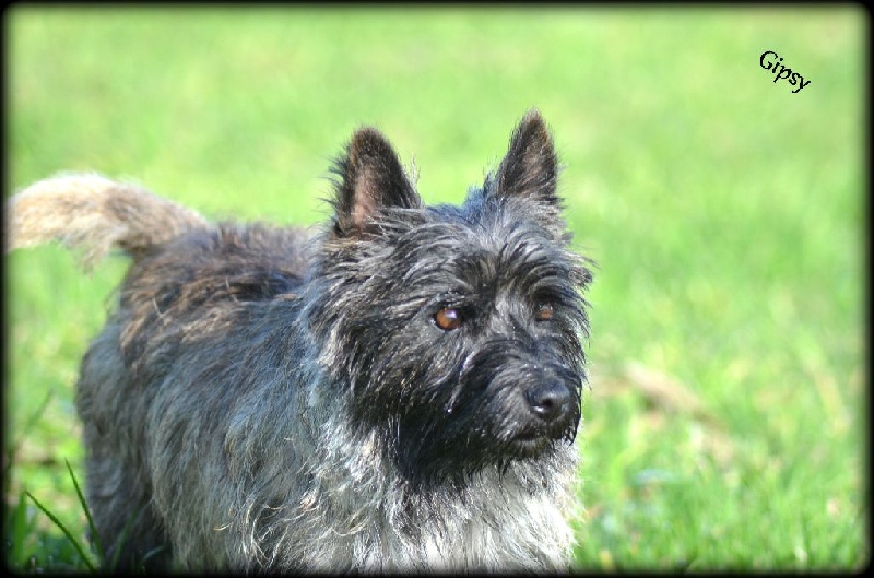 Publication : de la vallée Caid