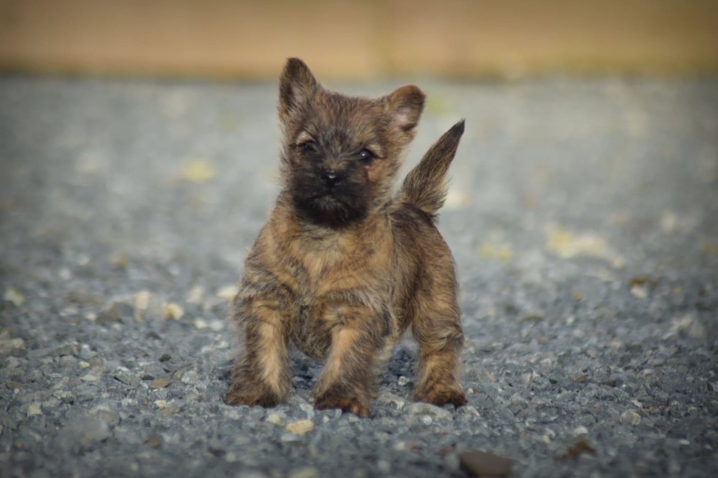 CHIOT 4 - Cairn Terrier