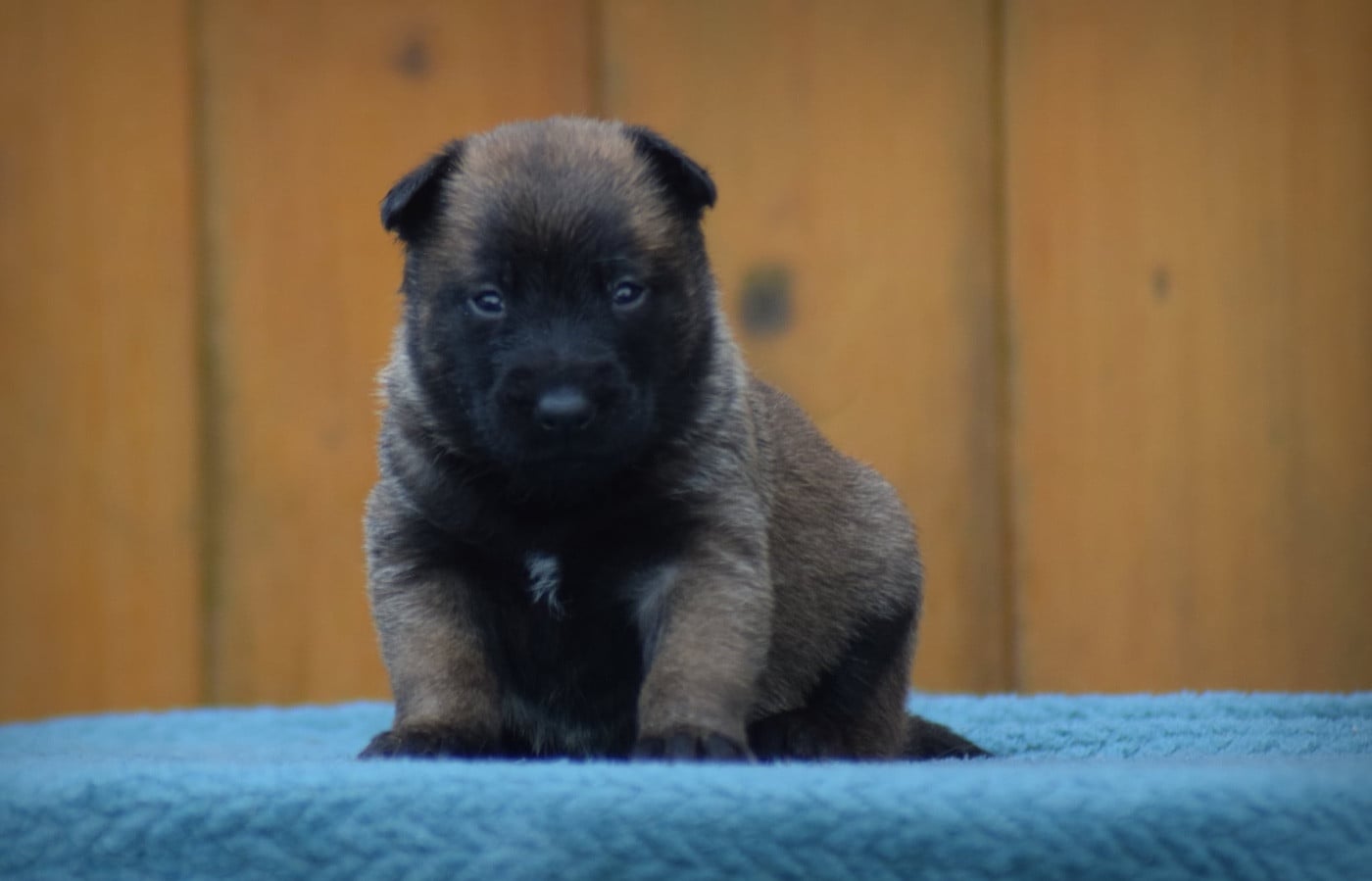 FEMELLE 4 - Berger Belge