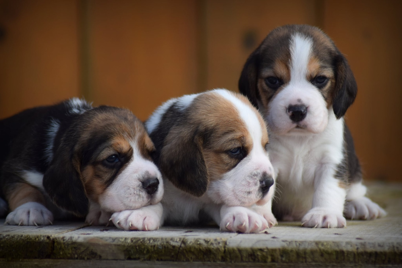 Beagle - de la vallée Caid