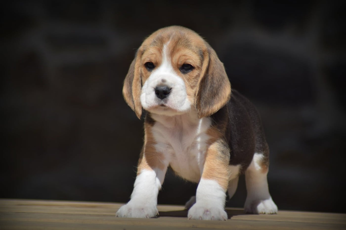 Mâle 4 - Beagle