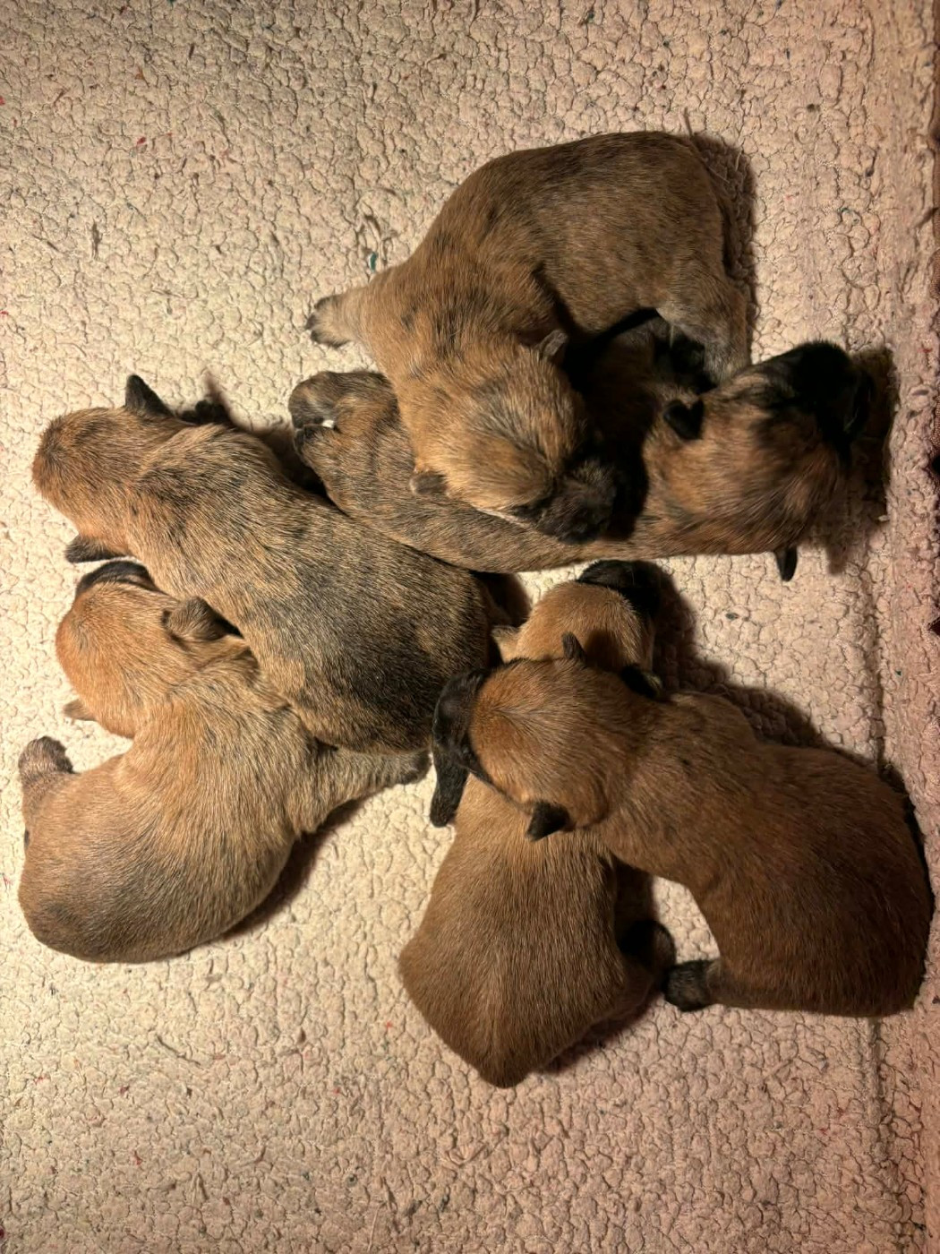 Femelle 3 - Cairn Terrier