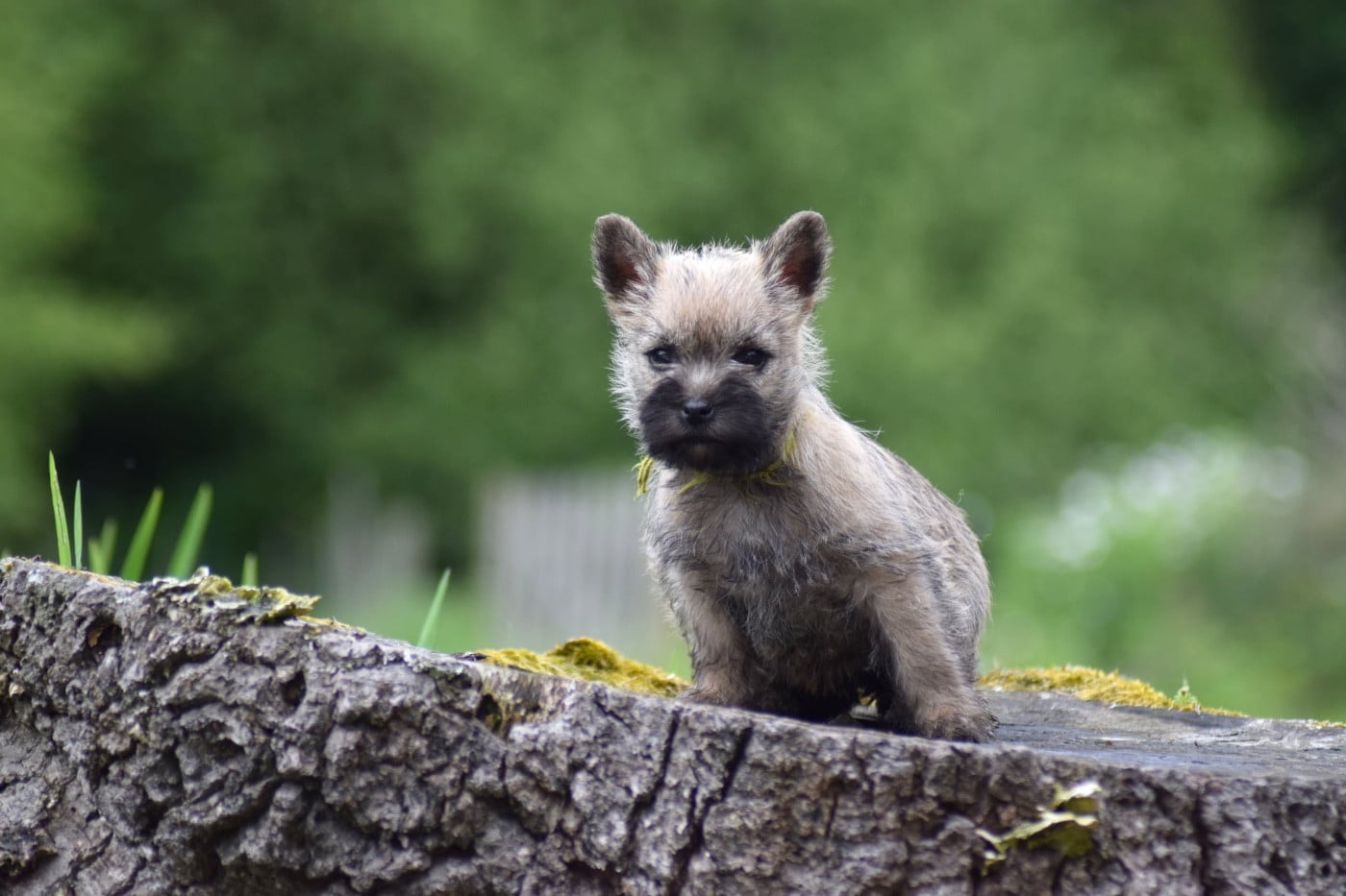 Femelle collier vert - Cairn Terrier