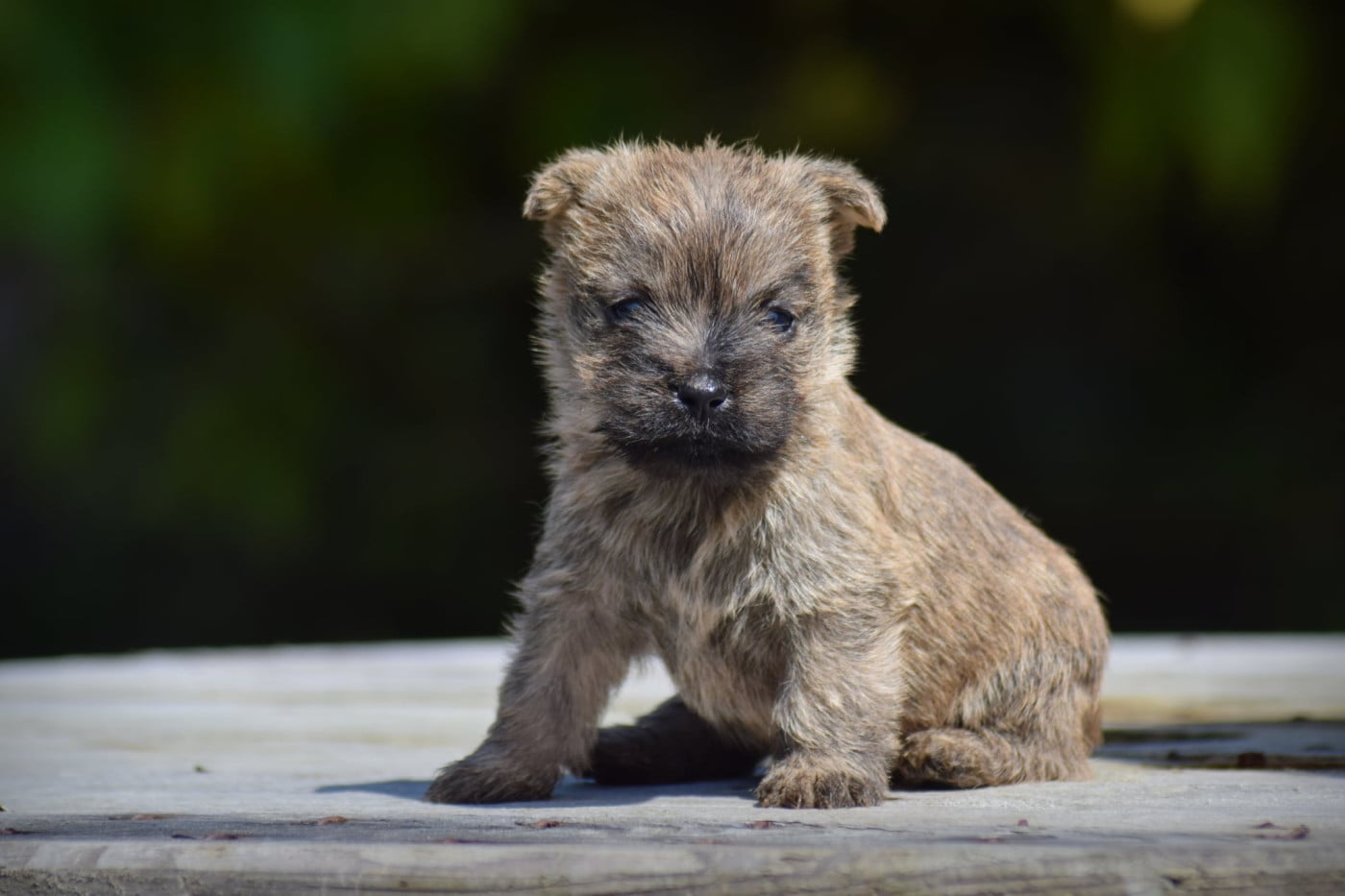 Chiot N°2 - Cairn Terrier