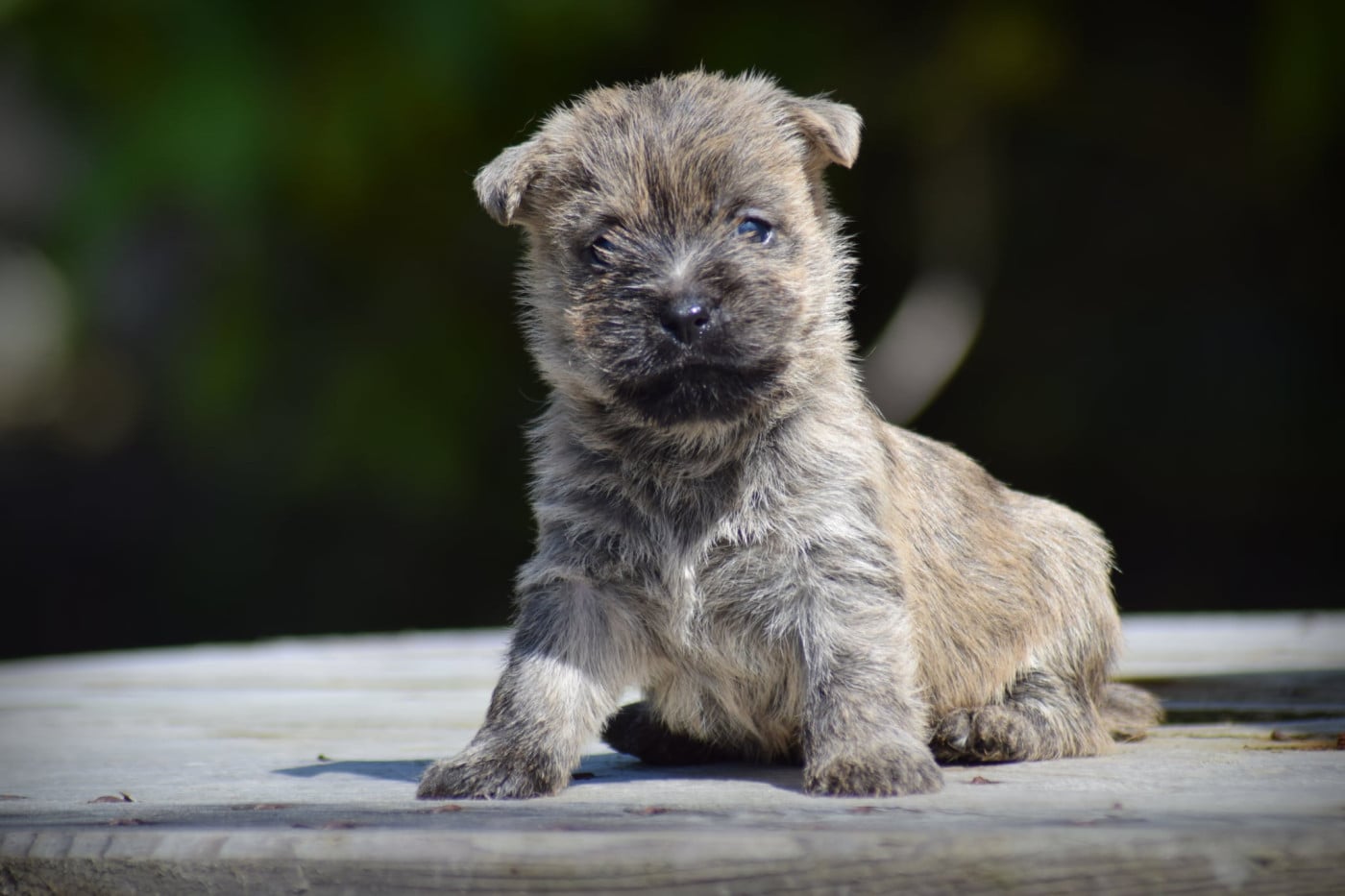 Chiot N°5 - Cairn Terrier