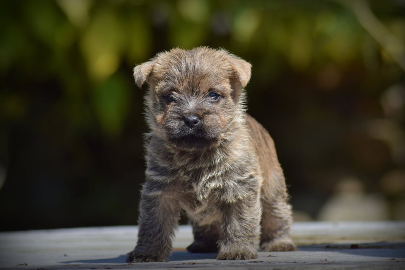 Chiot N°6 - Cairn Terrier