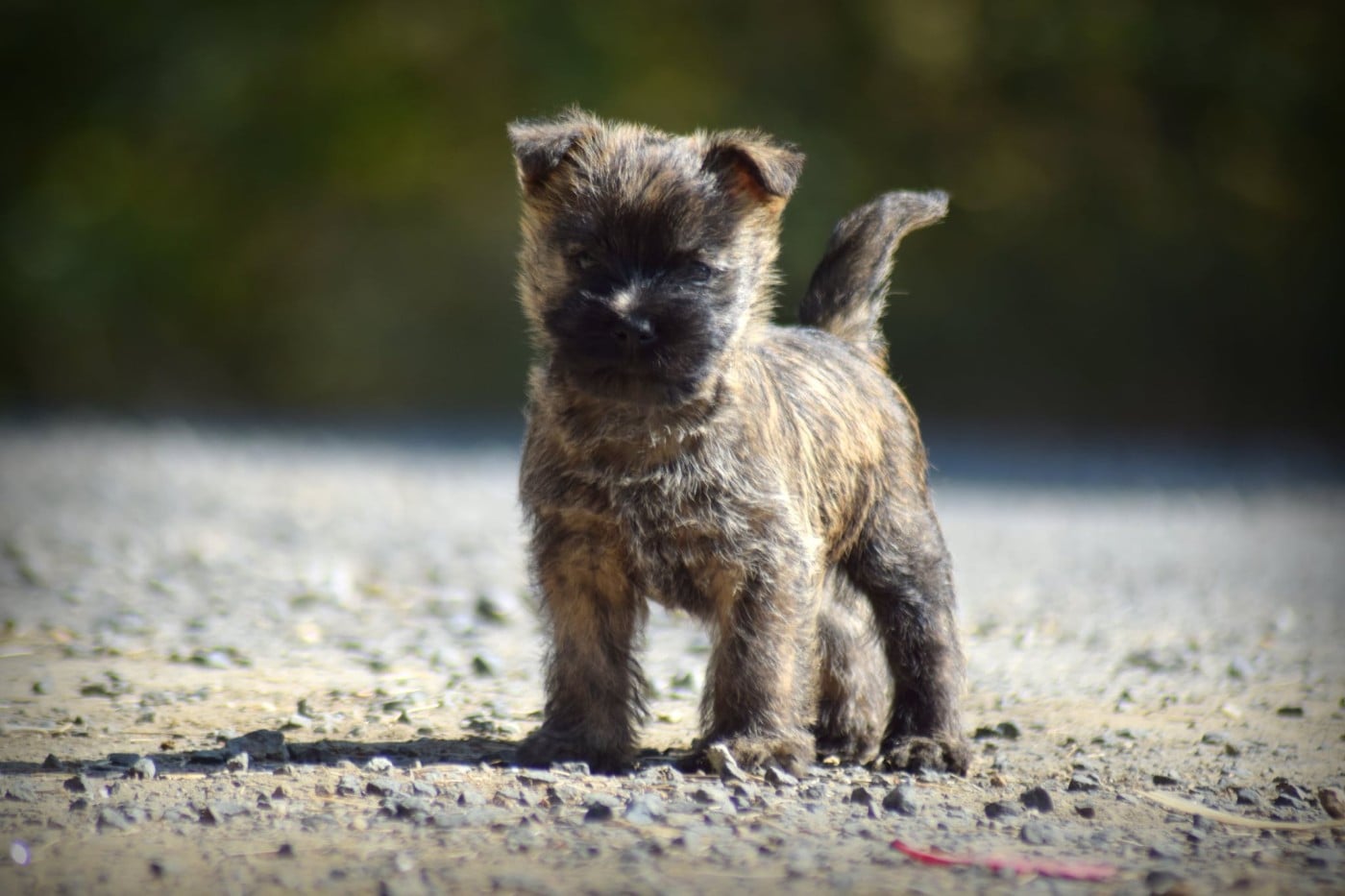 BABY LOVE - Cairn Terrier