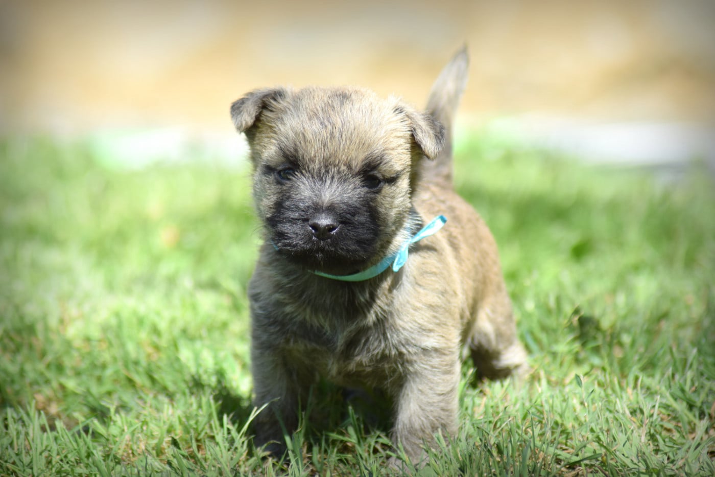 Chiot N°1 - Cairn Terrier