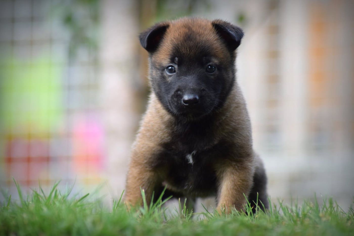 CHIOT 3 - Berger Belge