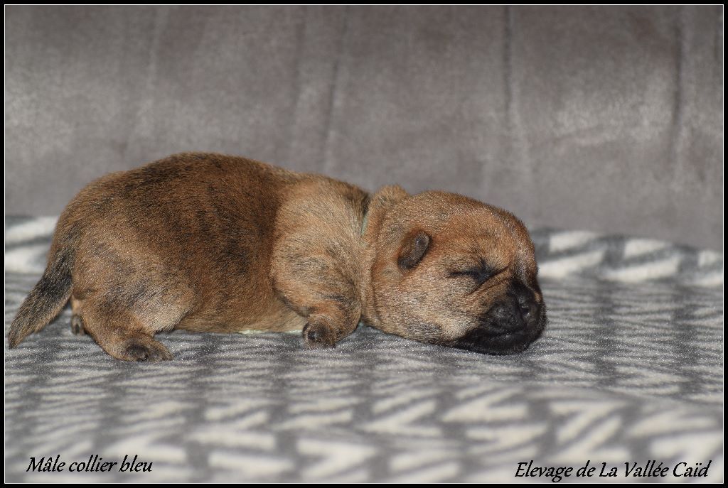 CHIOT - Cairn Terrier