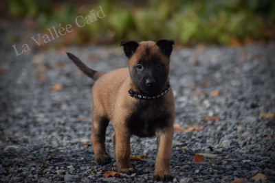 Les chiots de Berger Belge