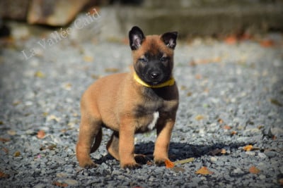 Les chiots de Berger Belge