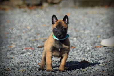 Les chiots de Berger Belge