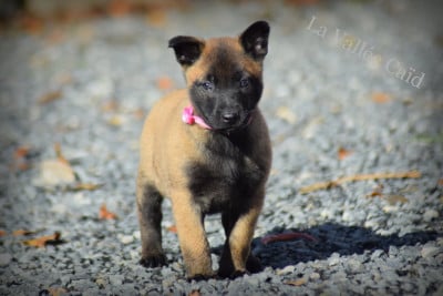 Les chiots de Berger Belge