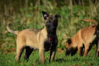 Les chiots de Berger Belge